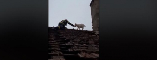 Pompierii au salvat un ied de pe un acoperiș