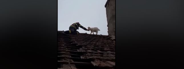 Pompierii au salvat un ied de pe un acoperiș