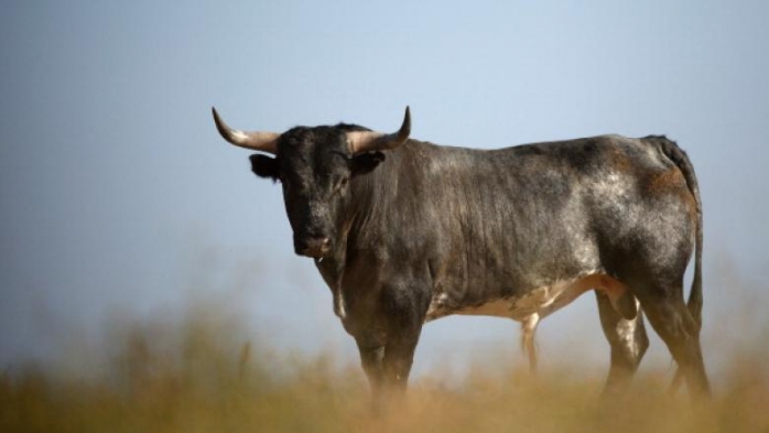 Un TAUR furios a UCIS un om și a rănit grav un altul