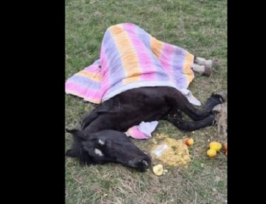 Cal leșinat pe o stradă din Cluj-Napoca. Medicii veterinari au constatat că animalul era deshidratat