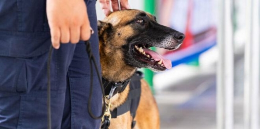 Câini antrenați speciali vor căuta persoane infectate cu COVID-19 pe Aeroportul Cluj