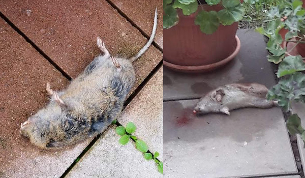șobolanii Dau Iar Tarcoale Floreștiului