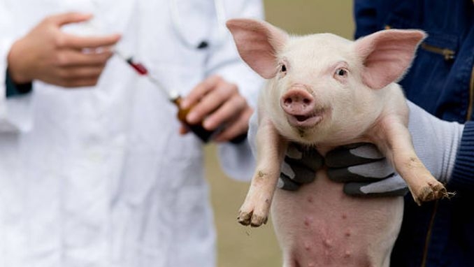 Două FOCARE de pestă porcină africană, depistate la Cluj în ultimele săptămâni