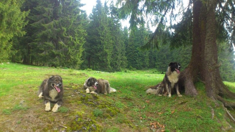Hachiko de Cluj! Doi câini și-au păzit 15 ore stăpânul mort la o stână