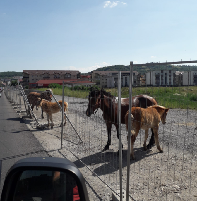 FOTO. Pe strada Eroilor din Florești, caii dărâmă gardul peste mașini. Șoferii sunt exasperați